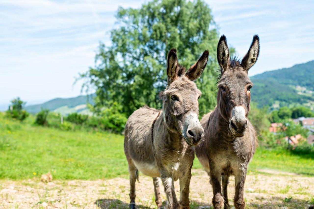 Merzel'S Schone Aussicht Bühlertal エクステリア 写真